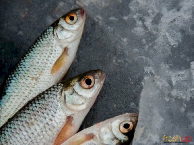 Những bộ phận của cá không nên ăn